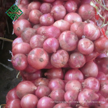 grande cebola fresca com baixo preço